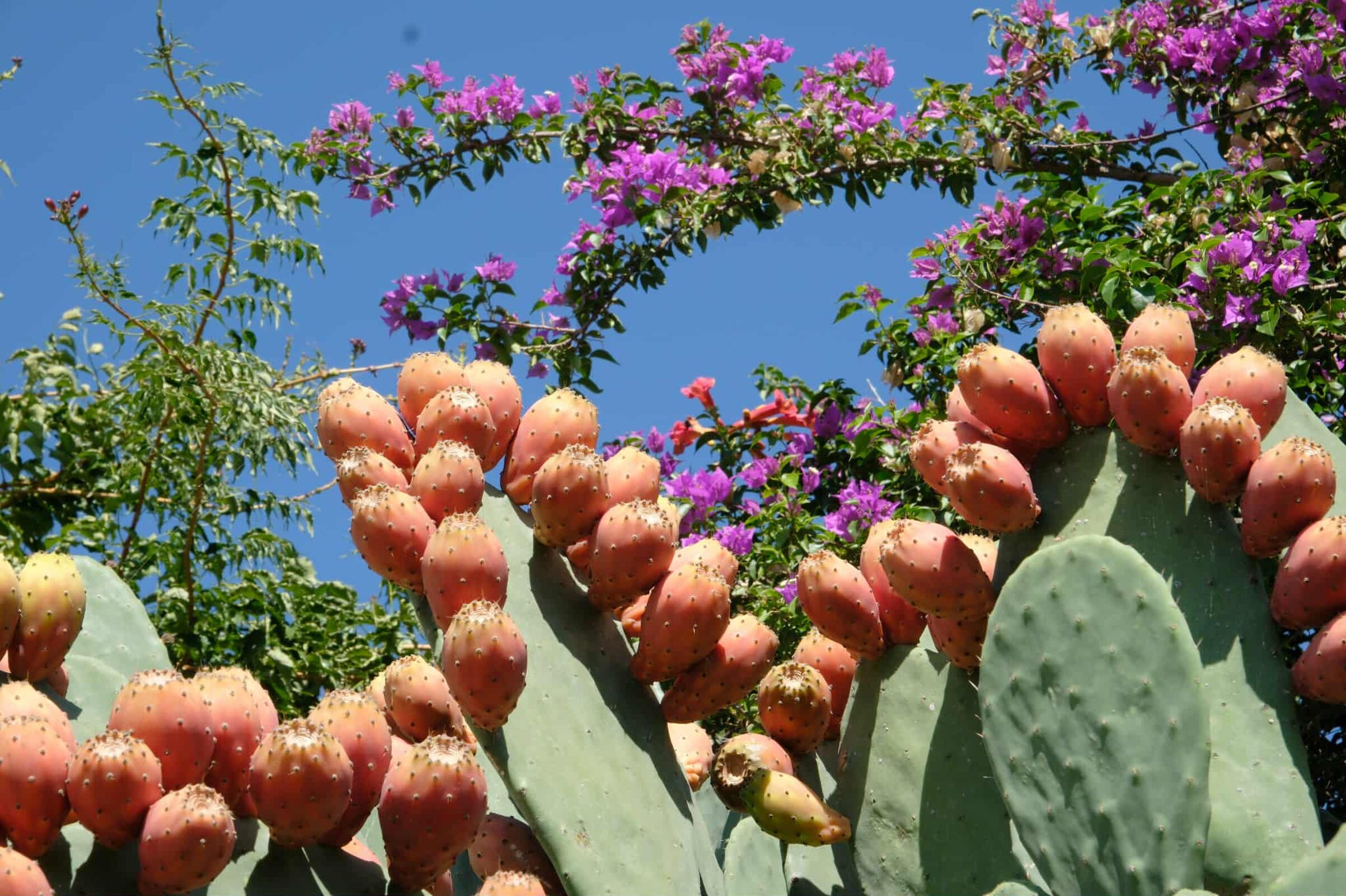 arco buganville e fico d'india.jpeg