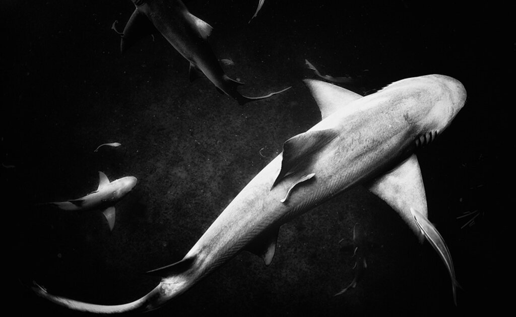 anuar-patjane-floriuk-underwater-realm-series-minus37-16.jpeg