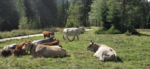 mucche montagna.jpeg