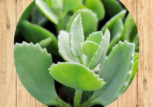19%20crassula%20muscosa%20fronte 19%20crassula%20muscosa%20fronte