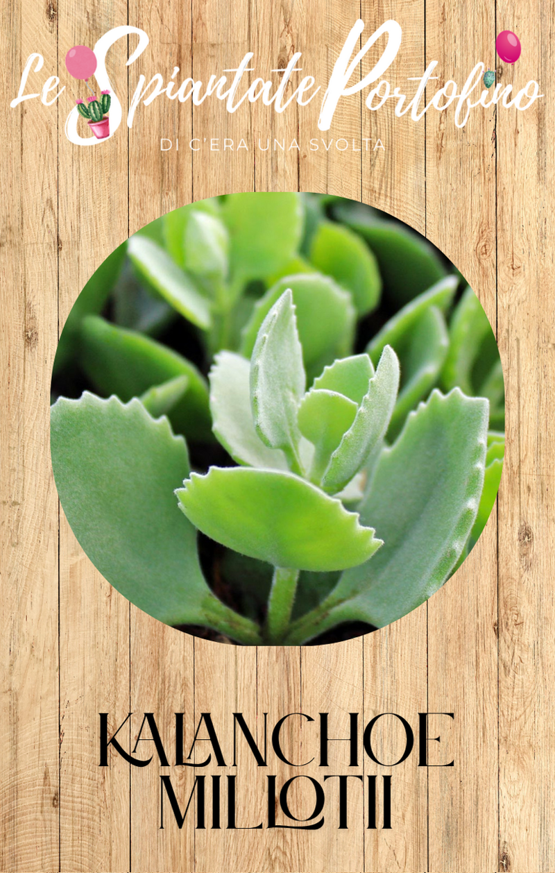 kalanchoe-millotii