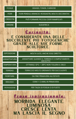 cotyledon-orbiculata