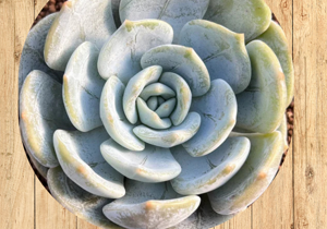 12%20echeveria%20laui%20fronte 12%20echeveria%20laui%20fronte