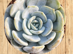 12%20echeveria%20laui%20fronte