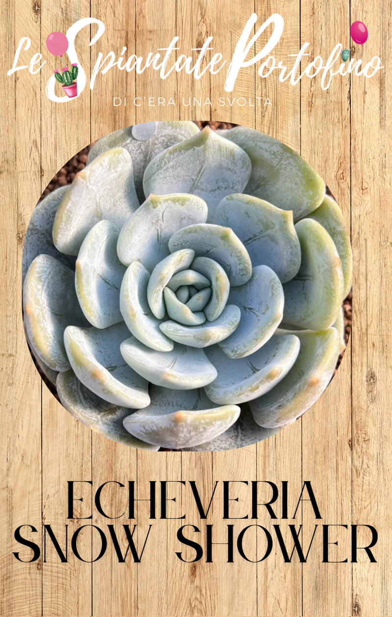 echeveria-snow-shower