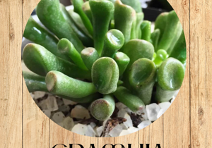20%20echinopsis%20tubiflora%20fronte 20%20echinopsis%20tubiflora%20fronte