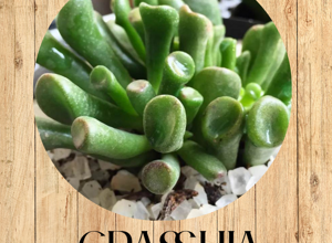 20%20echinopsis%20tubiflora%20fronte