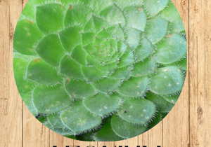 05%20aloe%20vera%20fronte 05%20aloe%20vera%20fronte