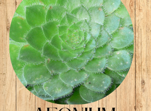 05%20aloe%20vera%20fronte