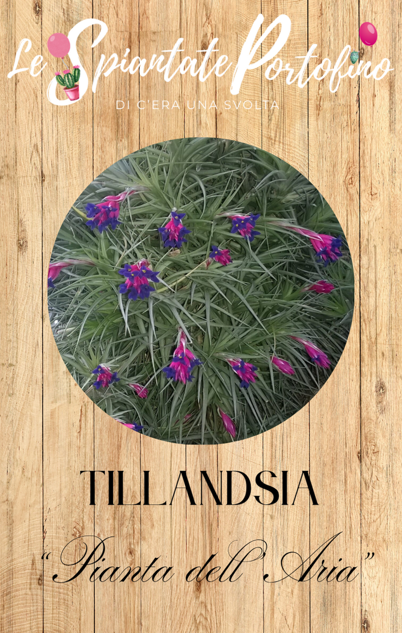 tillandsia