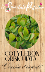 cotyledon-orbiculata
