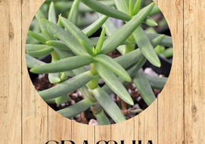 crassula%20ovata%20%20fronte crassula%20ovata%20%20fronte