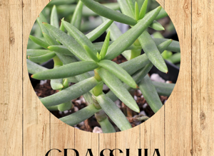 crassula%20ovata%20%20fronte