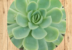 09%20aeonium%20arboreum%20âzwartkopâ%20fronte 09%20aeonium%20arboreum%20âzwartkopâ%20fronte