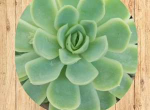 09%20aeonium%20arboreum%20âzwartkopâ%20fronte