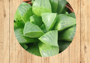7%20crassula%20tetragona%20fronte 7%20crassula%20tetragona%20fronte