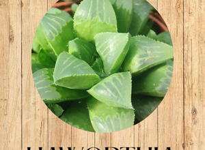 7%20crassula%20tetragona%20fronte