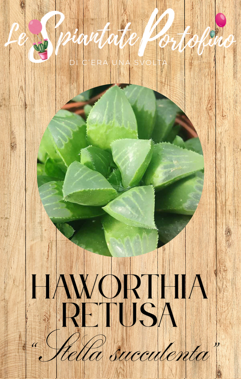 haworthia-retusa