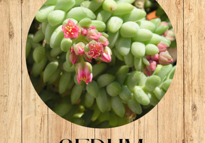 4%20echeveria%20pulvinata%20fronte 4%20echeveria%20pulvinata%20fronte