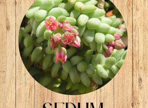 4%20echeveria%20pulvinata%20fronte