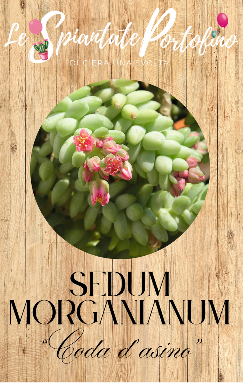 sedum-morganianum-coda-dasino