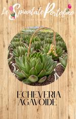 echeveria-agavoide