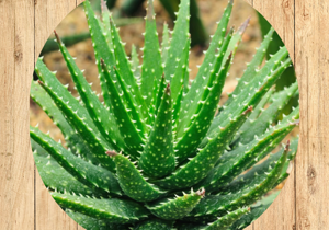 07%20pachyphytum%20hookeri%20fronte 07%20pachyphytum%20hookeri%20fronte