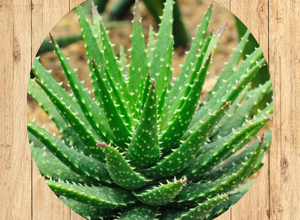 07%20pachyphytum%20hookeri%20fronte