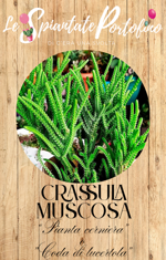 crassula-muscosa