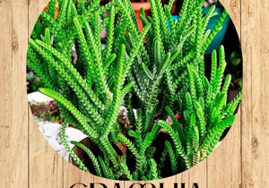 2%20crassula%20ovata%20gollum%20fronte 2%20crassula%20ovata%20gollum%20fronte
