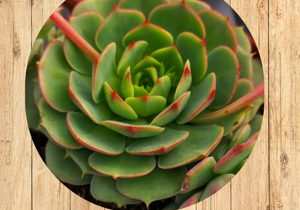 02%20aeonium%20tabuliforme%20fronte 02%20aeonium%20tabuliforme%20fronte