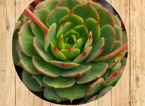 02%20aeonium%20tabuliforme%20fronte
