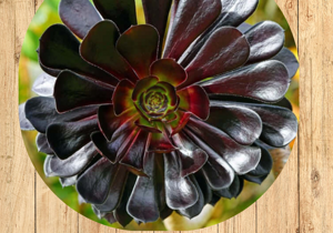 1%20aptenia%20corrdifolia%20fronte 1%20aptenia%20corrdifolia%20fronte