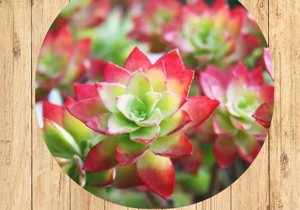 sedum%20rupestre%20fronte sedum%20rupestre%20fronte
