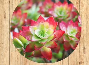 sedum%20rupestre%20fronte