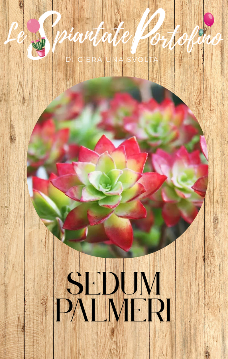 sedum-palmeri