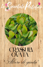 crassula-ovata