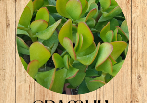 graptopetalum%20paraguayense%20fronte graptopetalum%20paraguayense%20fronte