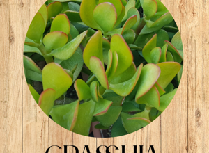 graptopetalum%20paraguayense%20fronte