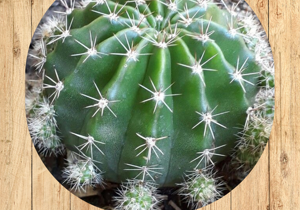 3%20sedum%20morganianum%20â%20âcoda%20dâasinoâfronte 3%20sedum%20morganianum%20â%20âcoda%20dâasinoâfronte