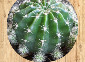 3%20sedum%20morganianum%20â%20âcoda%20dâasinoâfronte