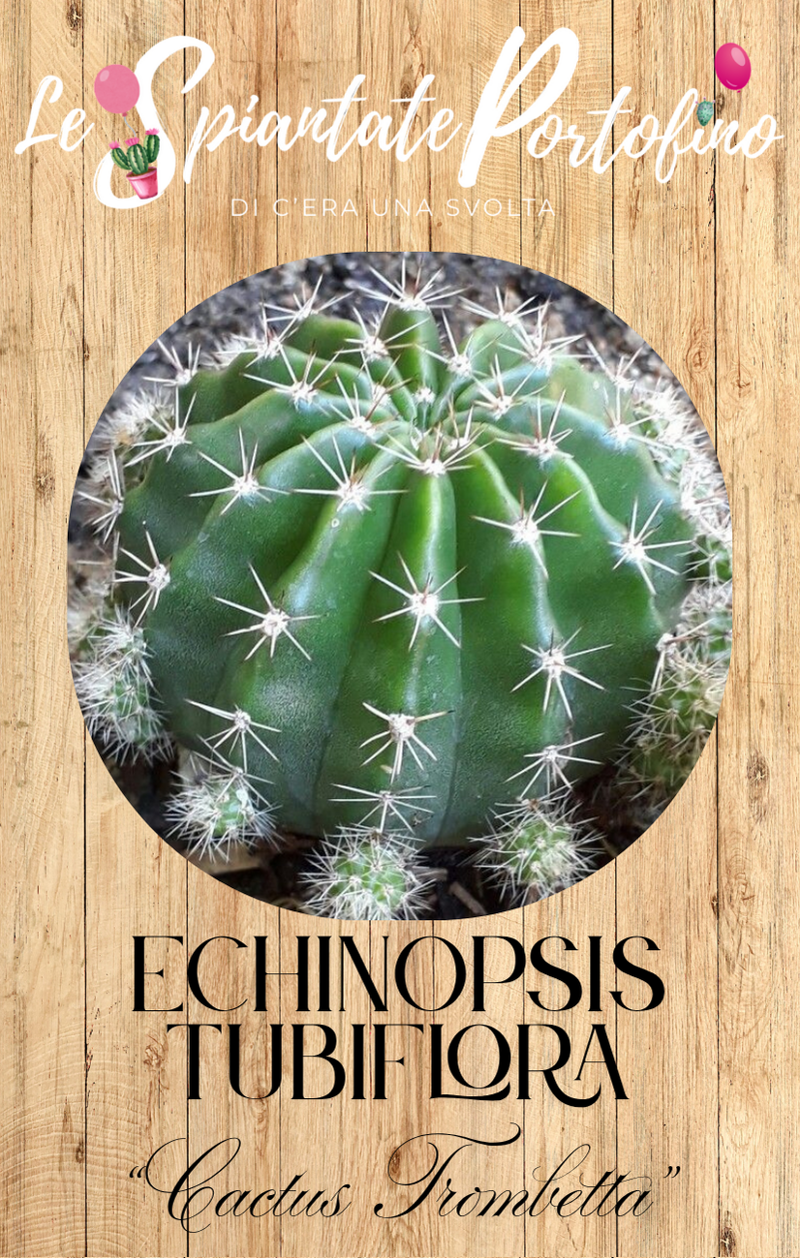 echinopsis-tubiflora