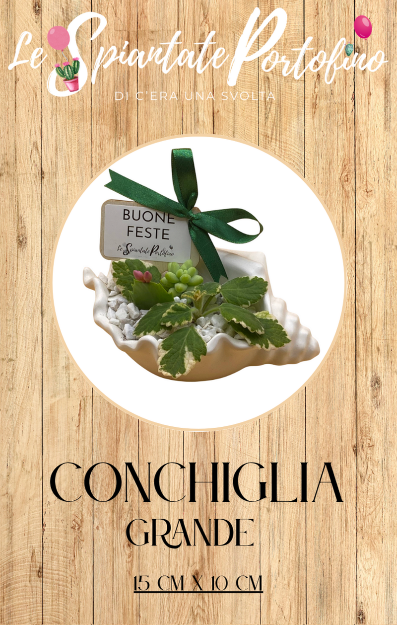 conchiglia-grande-15cm-x-10cm