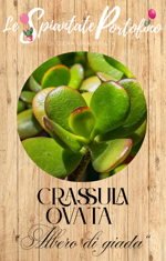 crassula-ovata