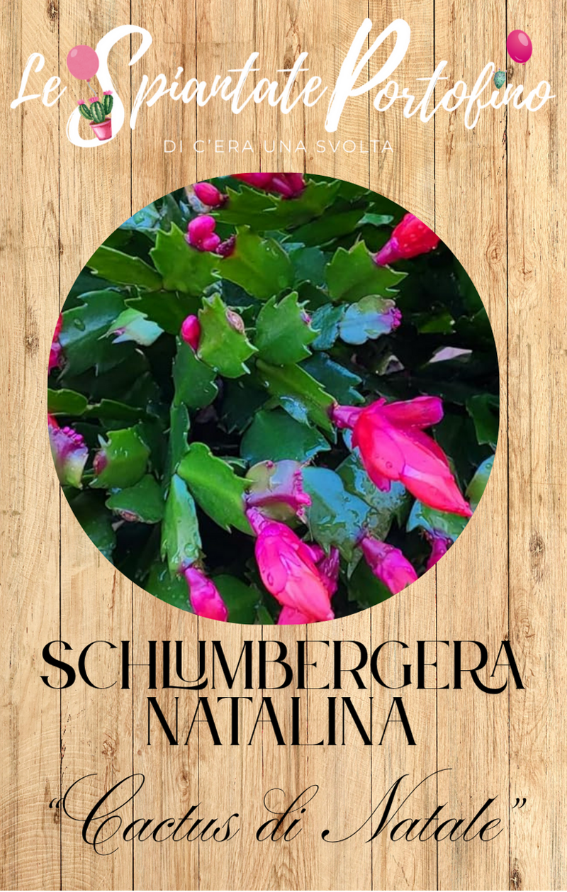 schlumbergera-natalina