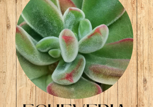 5%20haworthia%20retusa%20fronte 5%20haworthia%20retusa%20fronte