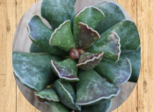 17%20kalanchoe%20millotii%20fronte