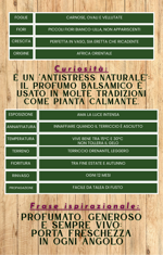 plectranthus-amboinicus-origano-messicano