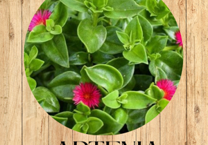 11%20echeveria%20snow%20shower%20fronte 11%20echeveria%20snow%20shower%20fronte