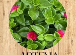 11%20echeveria%20snow%20shower%20fronte